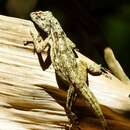 Imagem de Anolis pentaprion Cope 1863