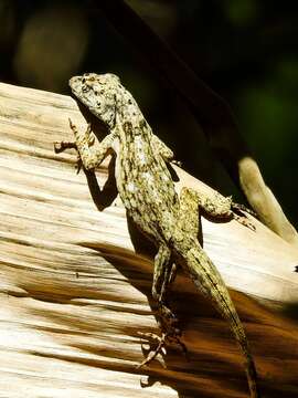 Image of Lichen Anole