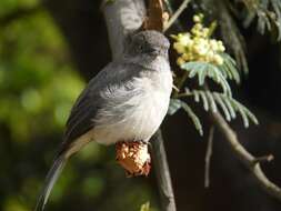 Image of Abyssinian Slaty Flycatcher