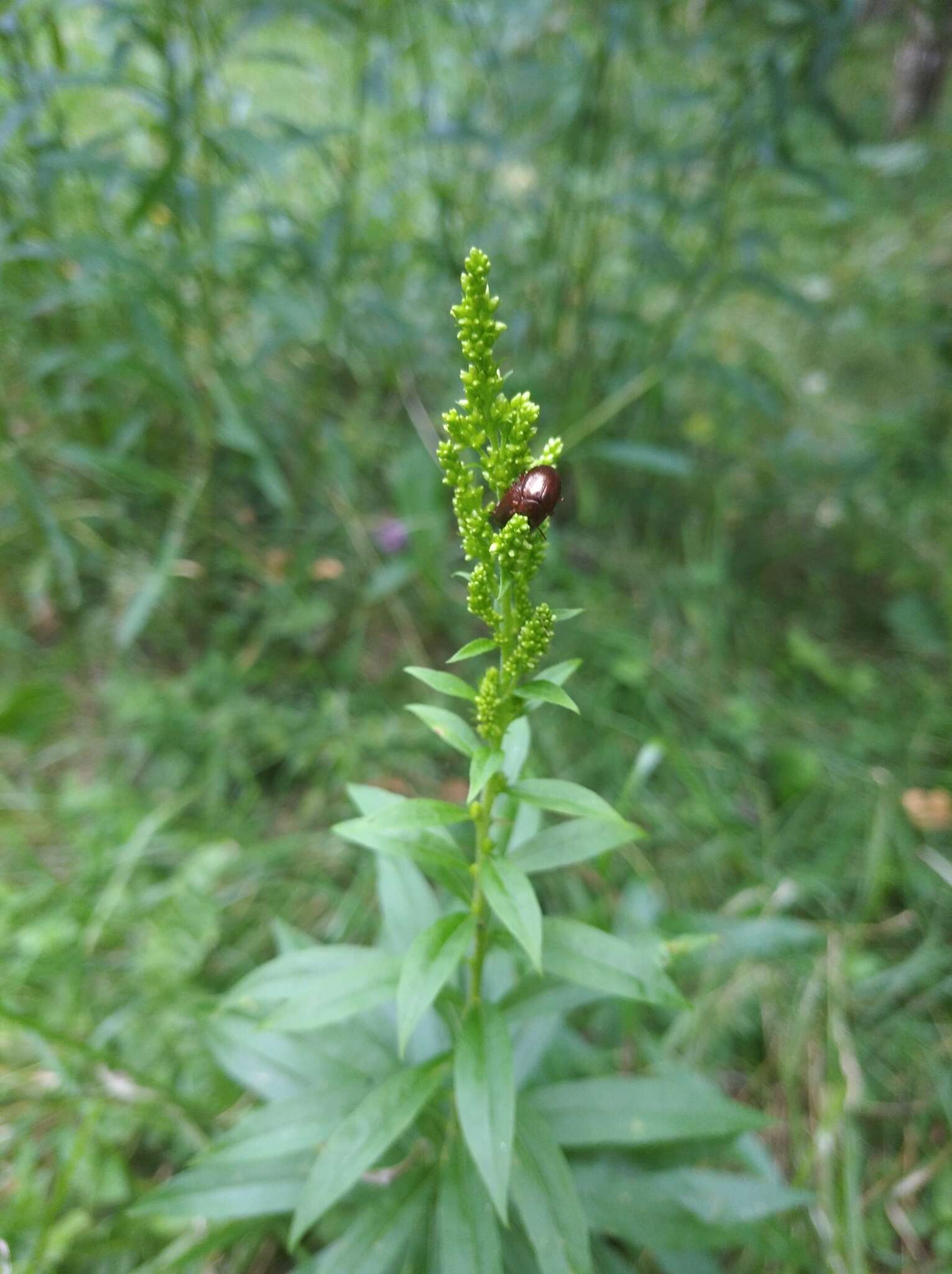 Image of Brown mint leaf beetle