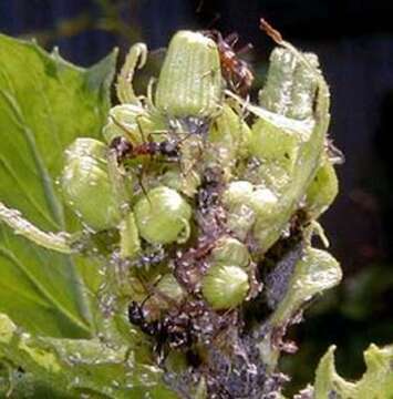 Image of Yellow  meadow ant