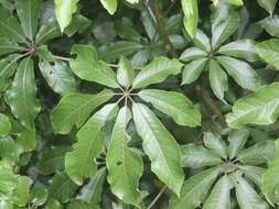 Imagem de Schefflera digitata J. R. Forst. & G. Forst.