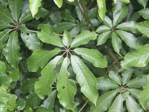 Image of Schefflera digitata J. R. Forst. & G. Forst.