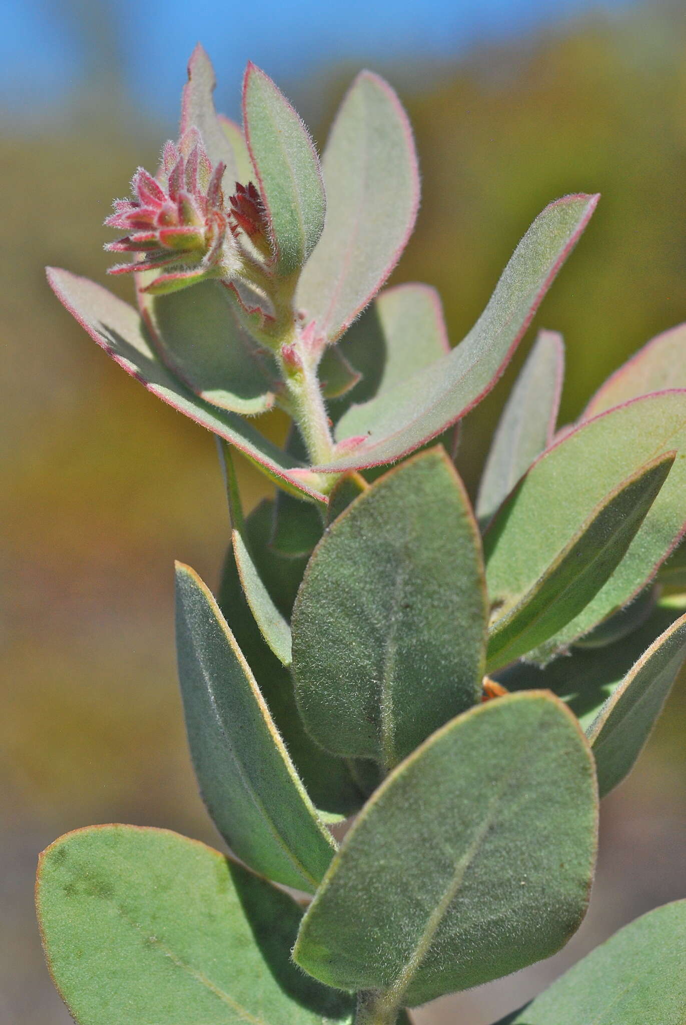 Image of Schreiber's manzanita