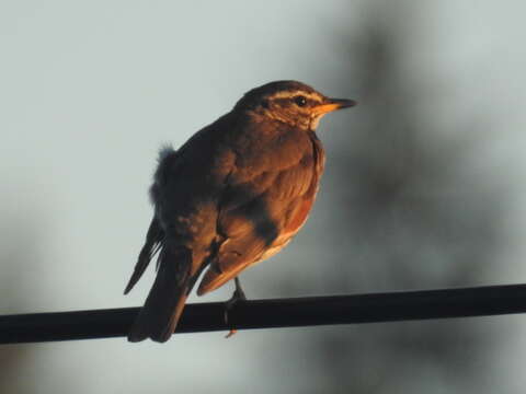 Sivun Turdus iliacus iliacus Linnaeus 1758 kuva