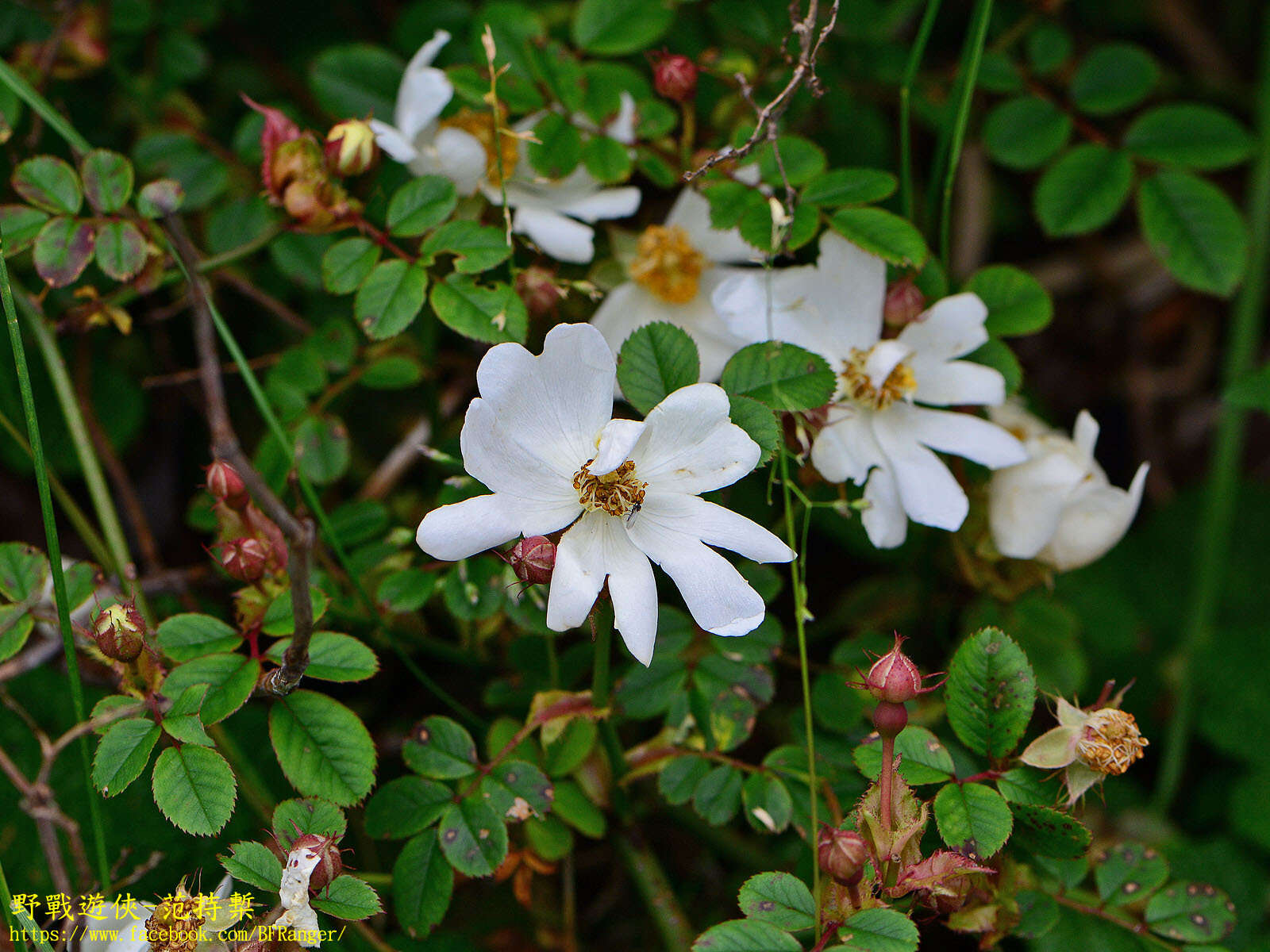 صورة Rosa transmorrisonensis Hayata