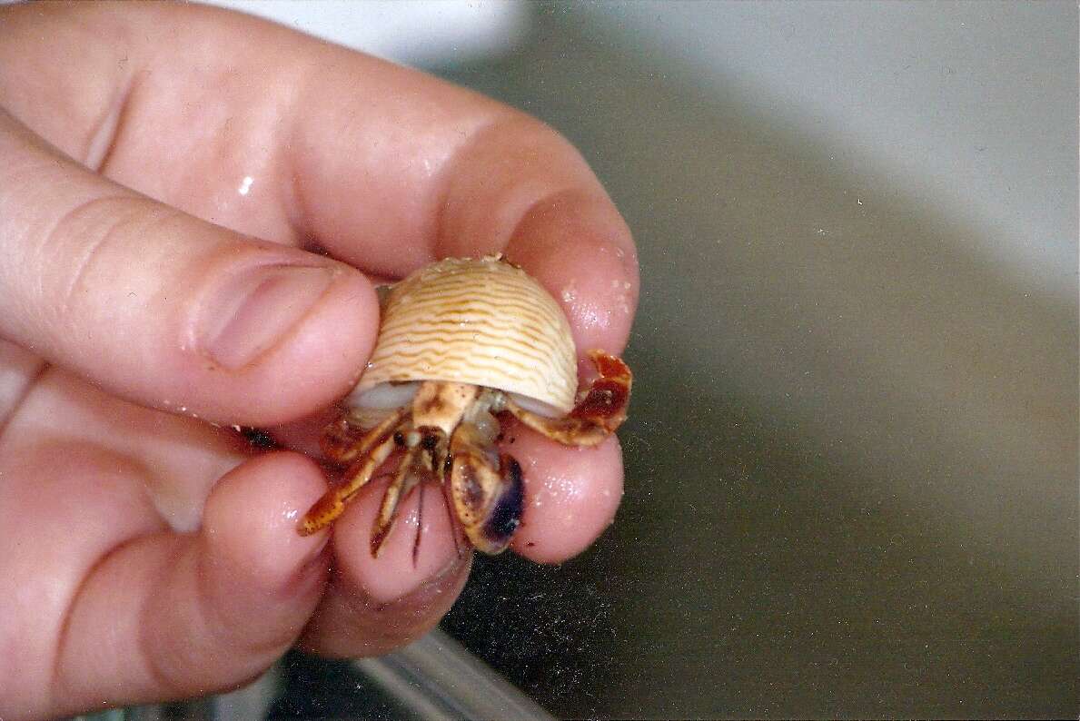 Image of Caribbean hermit crab