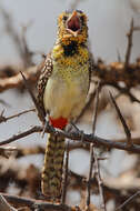 Image of D'Arnaud's Barbet