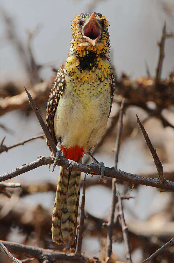 Image of D'Arnaud's Barbet