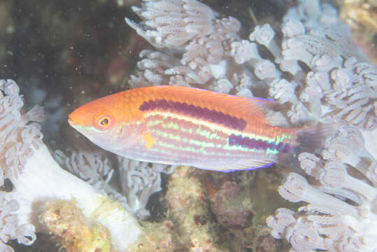 Image of Lubbock's wrasse