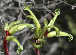 Image of Anigozanthos bicolor subsp. decrescens Hopper