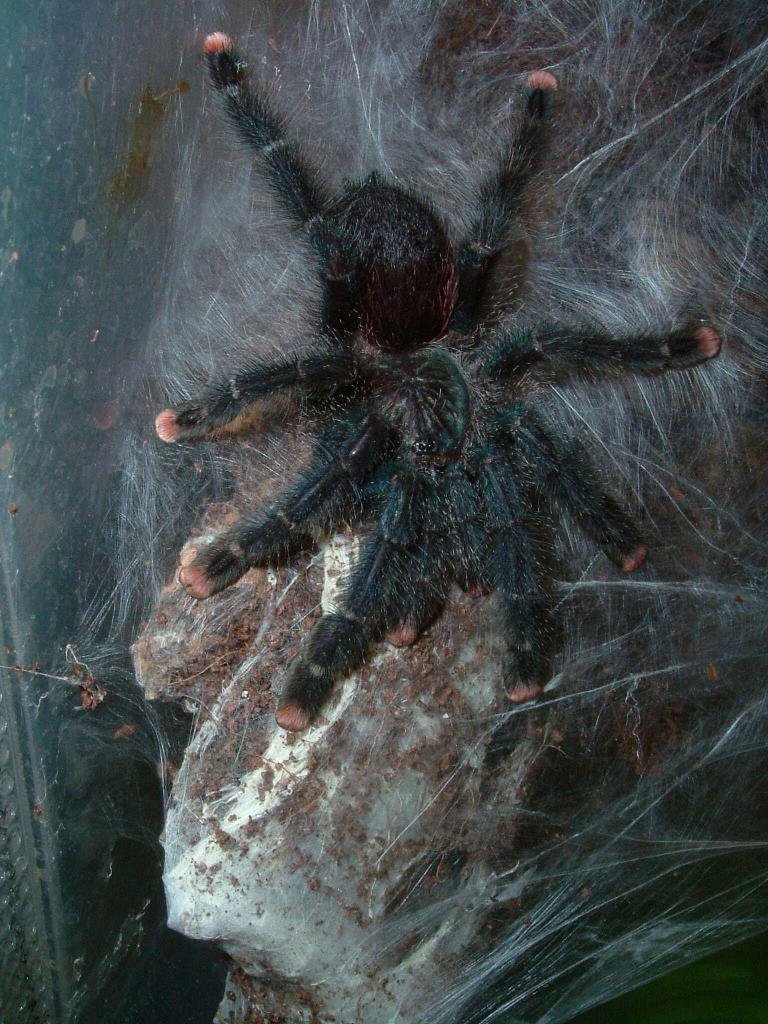 Image of Avicularia metallica