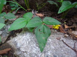 Image of adzuki bean