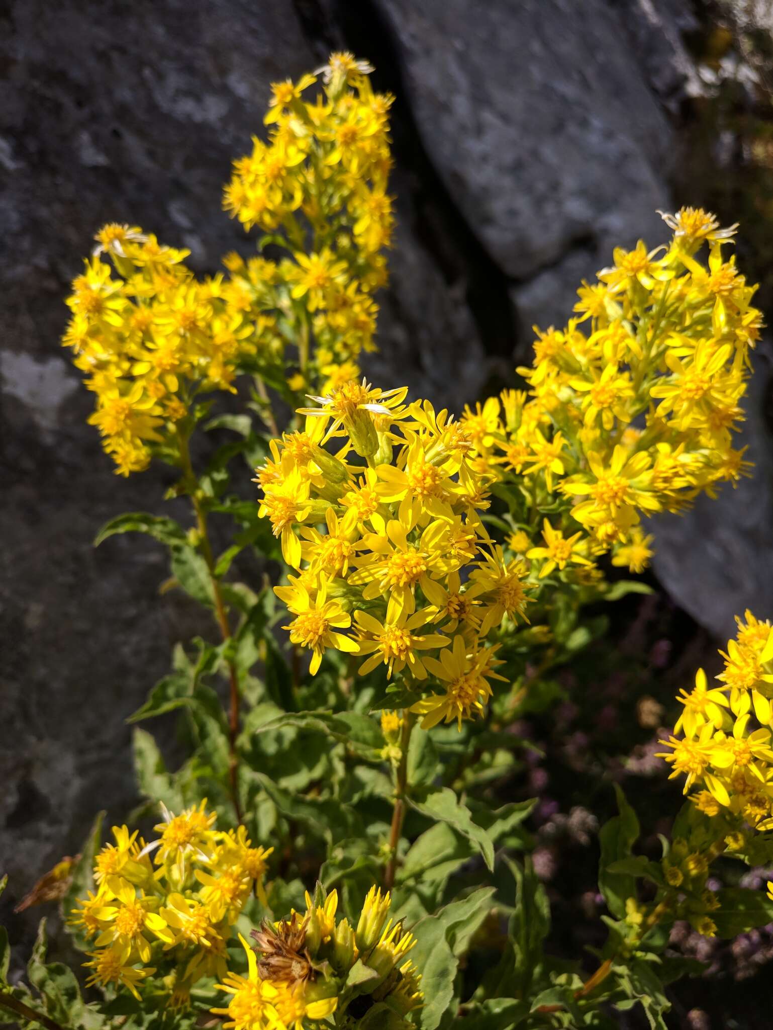 Plancia ëd Solidago virgaurea subsp. taurica (Juz.) Tzvel.