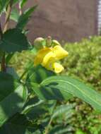 Image of adzuki bean