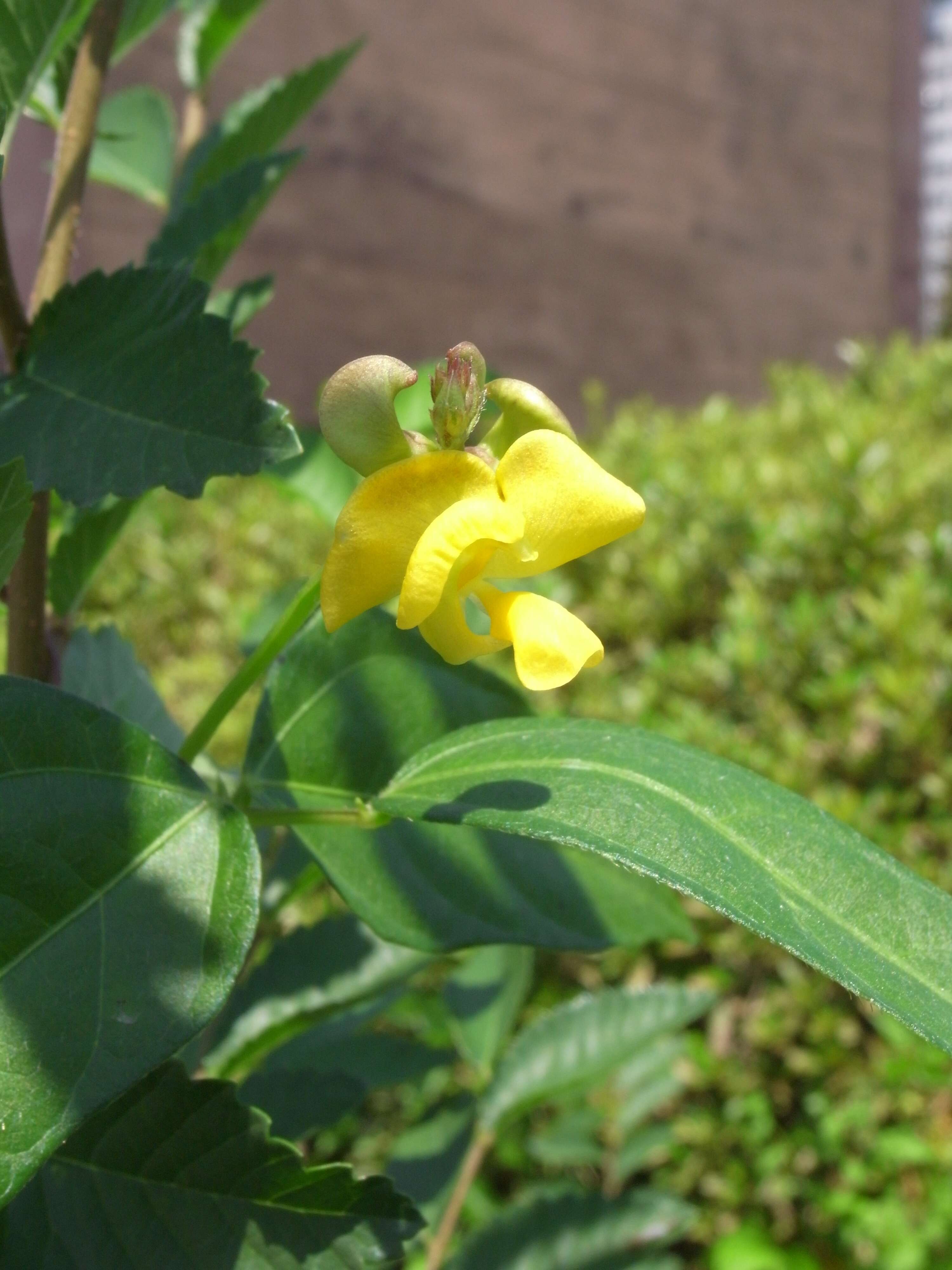 Image of adzuki bean