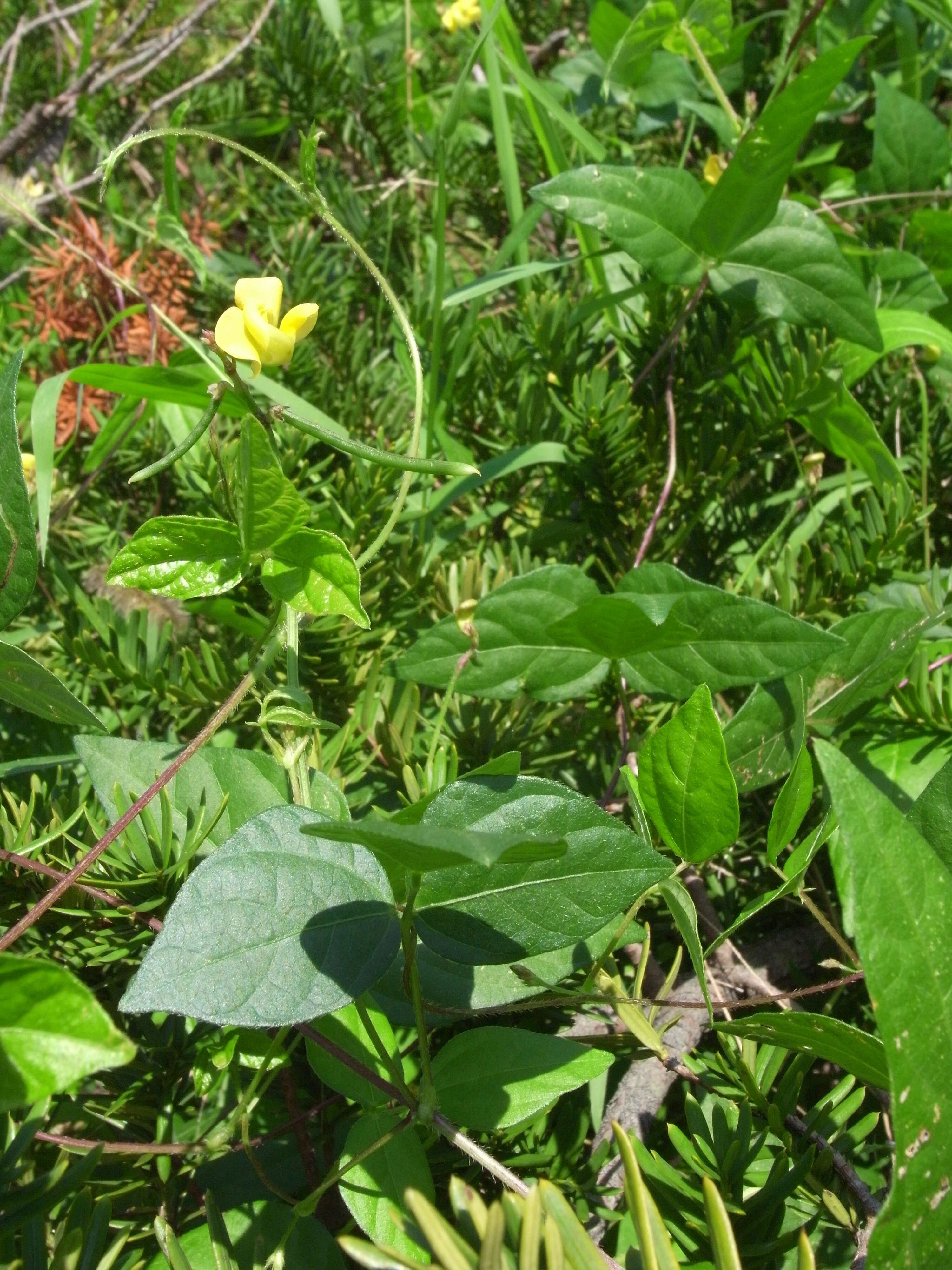 Image of adzuki bean