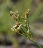 Plancia ëd Fimbristylis cymosa var. spathacea (Roth) T. Koyama