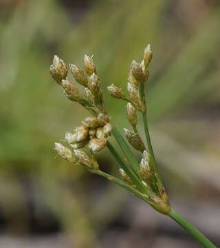 Plancia ëd Fimbristylis cymosa var. spathacea (Roth) T. Koyama