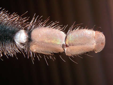 Image of Avicularia metallica