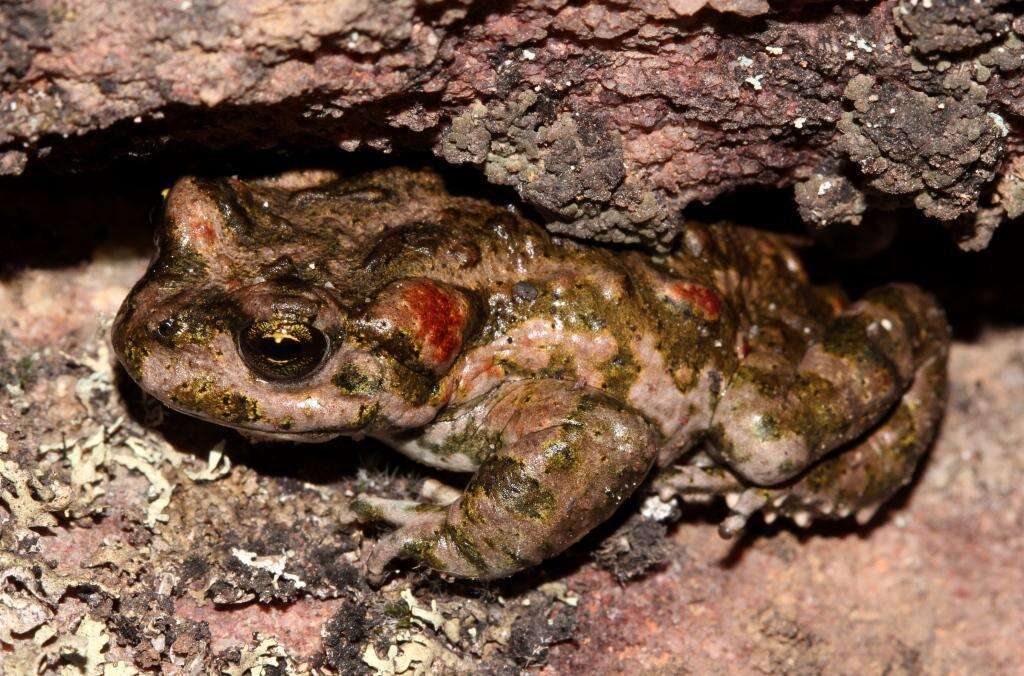 صورة Capensibufo tradouwi (Hewitt 1926)