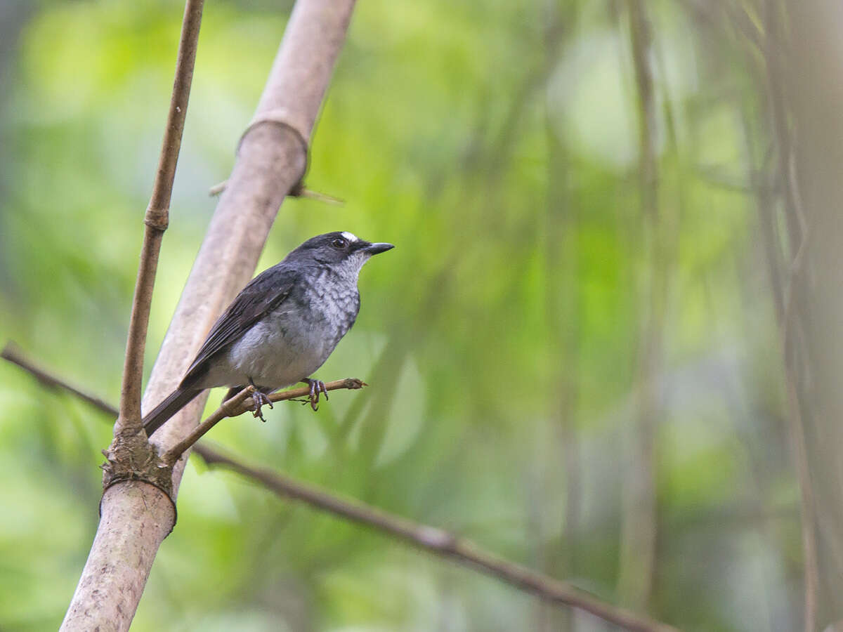 Imagem de Fraseria cinerascens Hartlaub 1857