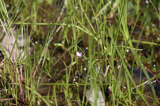 Image of Utricularia gaagudju