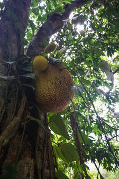 Imagem de Artocarpus integer (Thunb.) Merr.