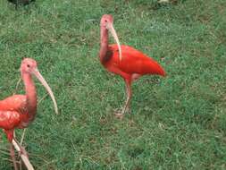 Image of Scarlet Ibis