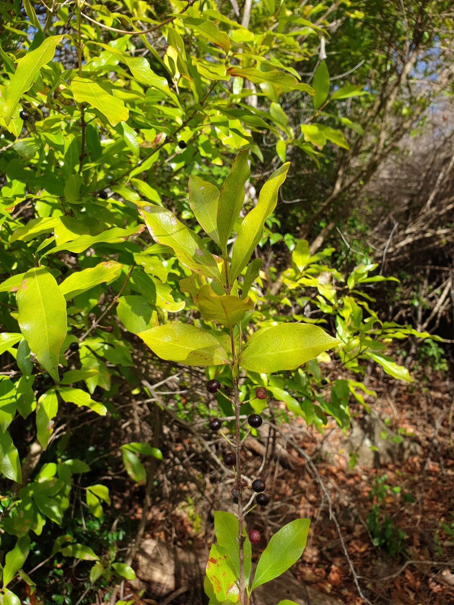 Image of Empogona ovalifolia (Hiern) Tosh & Robbr.