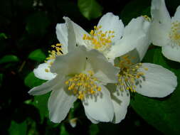 Image of sweet mock orange