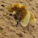 Image of Southern Flannel Moth