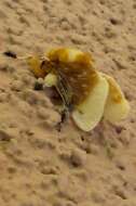 Image of Southern Flannel Moth