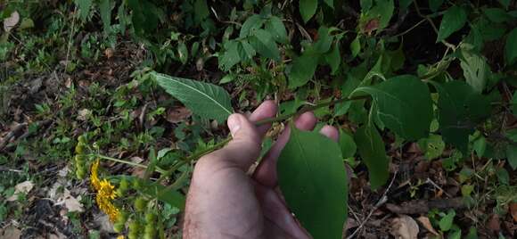 صورة Verbesina agricolarum Standl. & Steyerm.