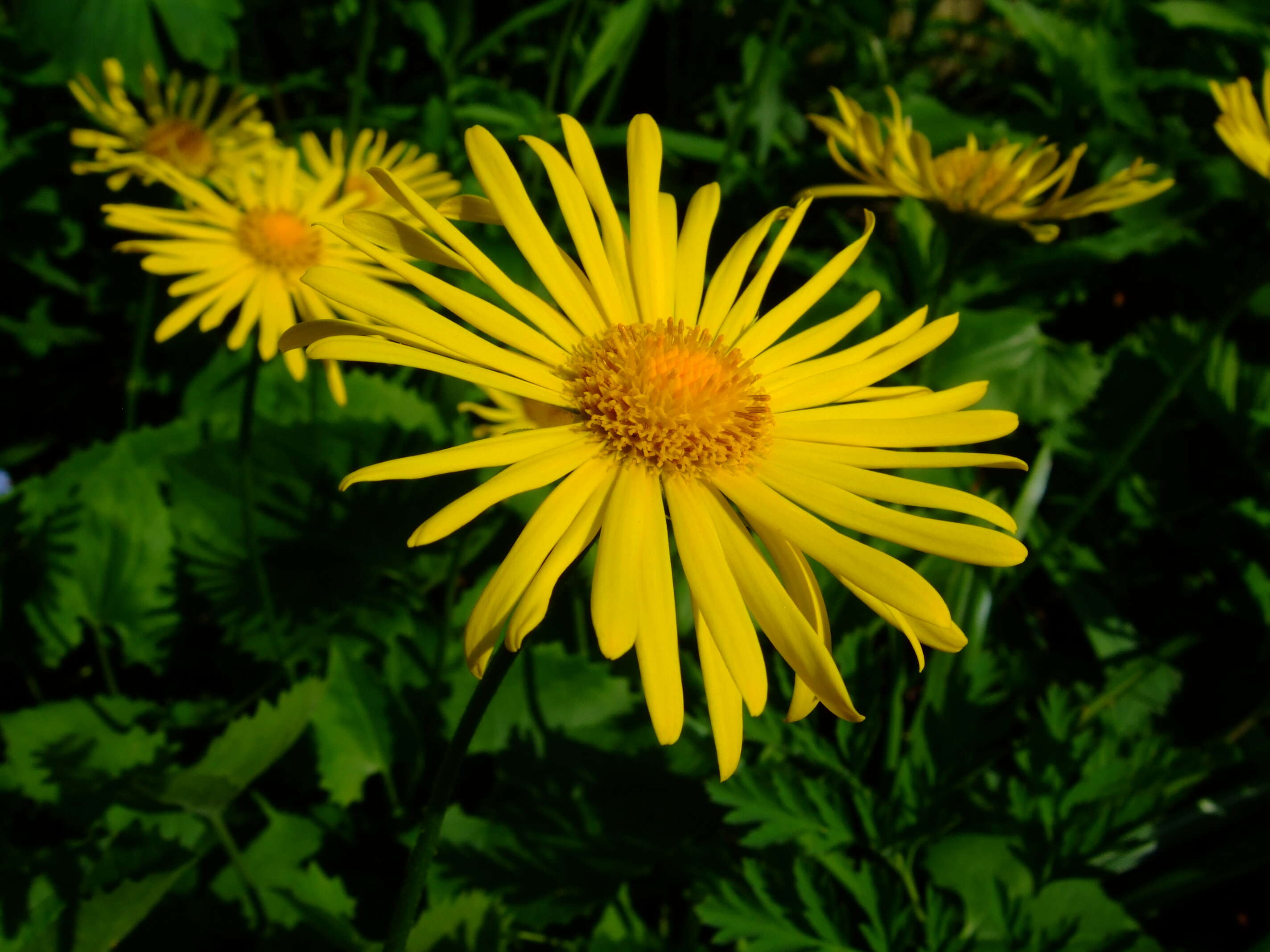 Imagem de Doronicum orientale Hoffm.