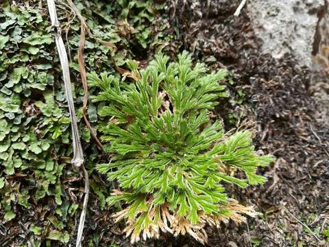 Image of resurrection plant