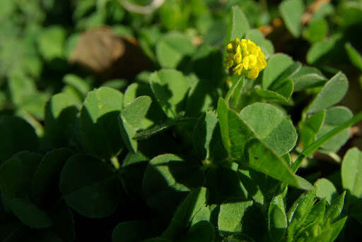 Image of black medick