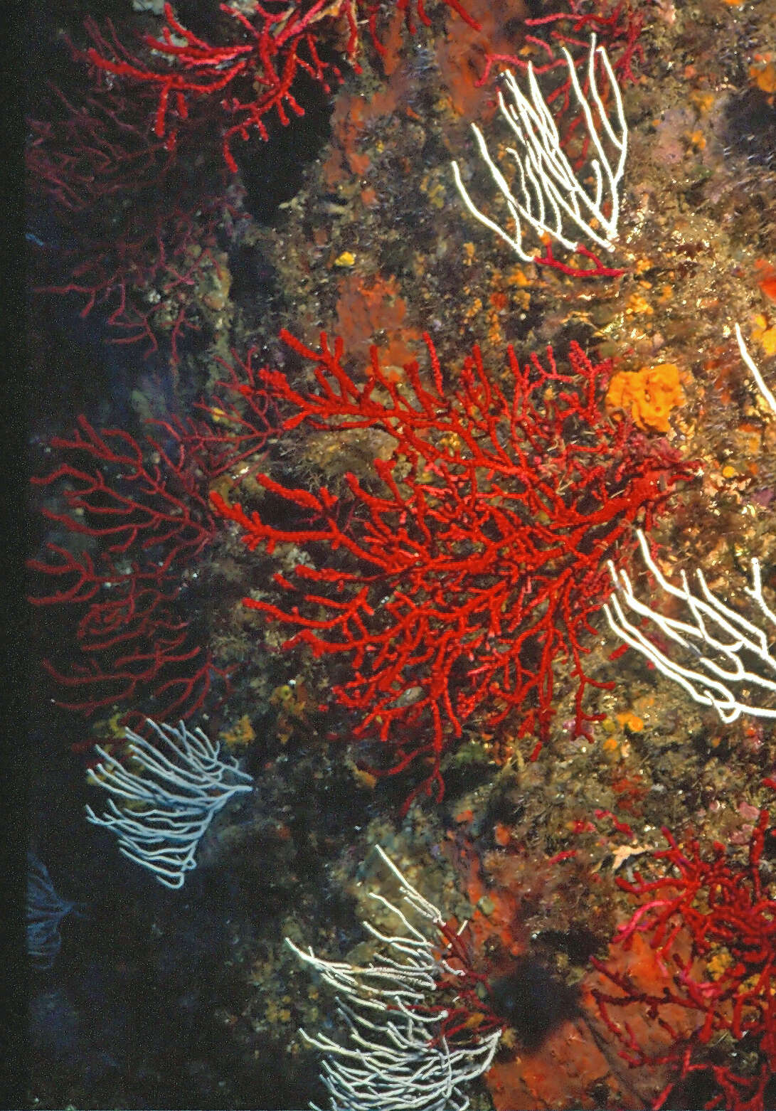 Image of white horny coral