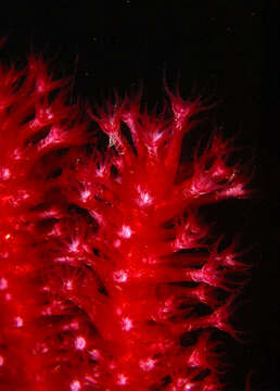 Image of chameleon sea fan