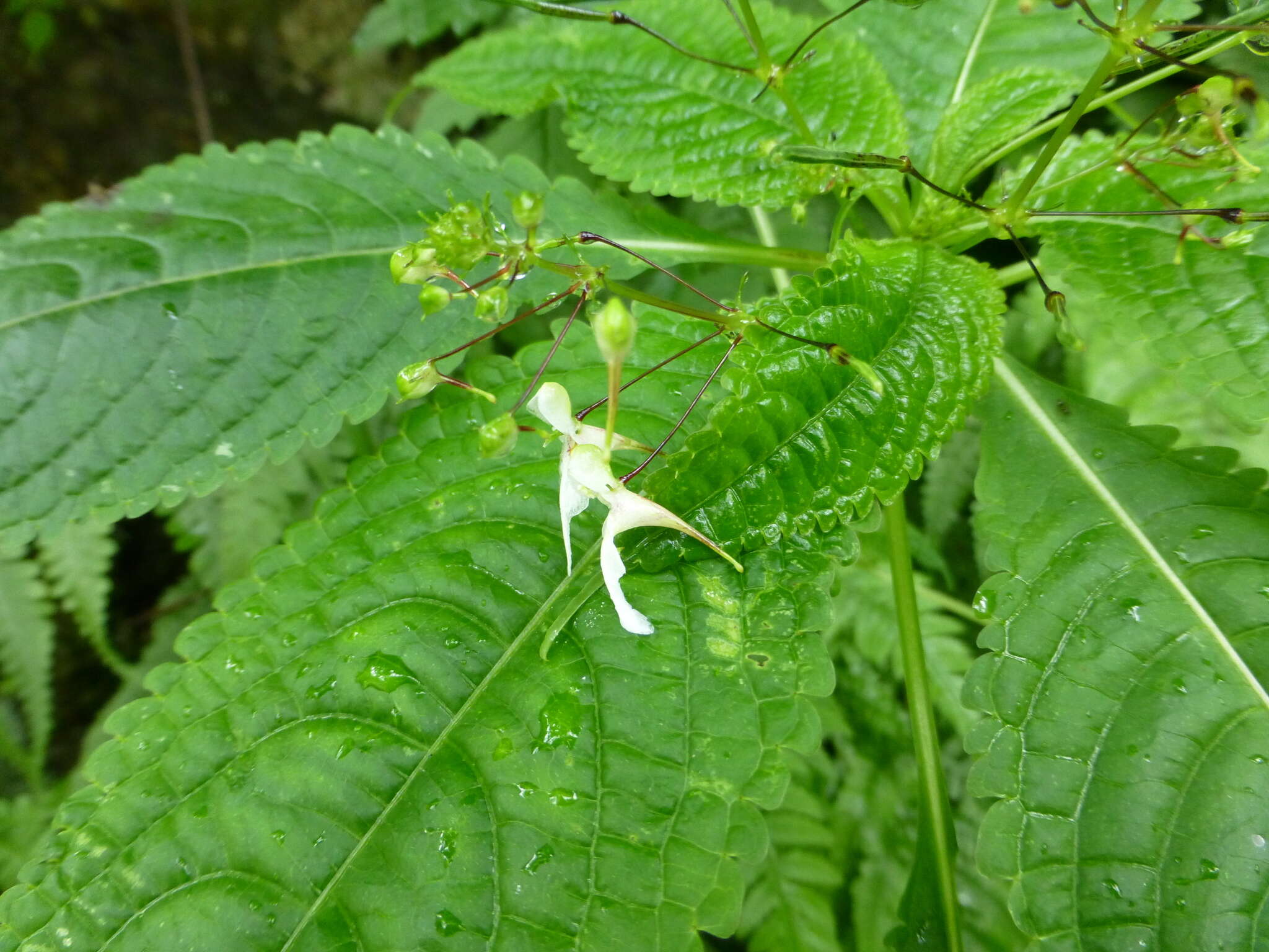 Image of Impatiens radiata Hook. fil.