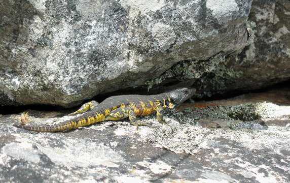 Image of Eastern Cape Crag Lizard