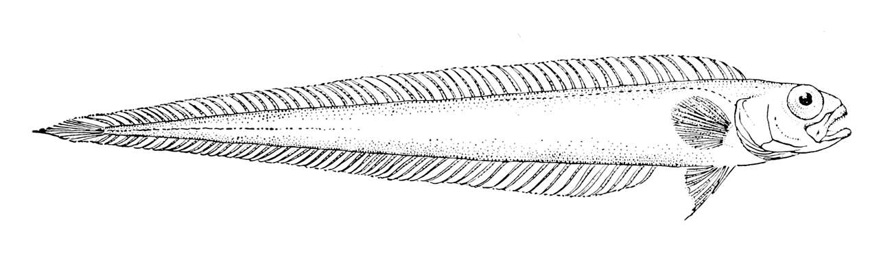 Plancia ëd Cepola australis Ogilby 1899