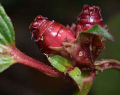 Imagem de Tristemma mauritianum J. F. Gmel.