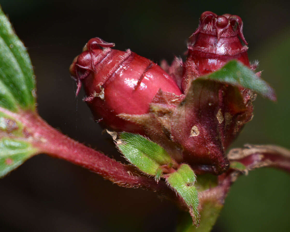 Imagem de Tristemma mauritianum J. F. Gmel.