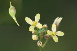 Image of littlepod false flax