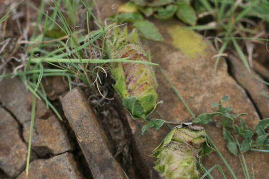 Plancia ëd Barleria macrostegia Nees