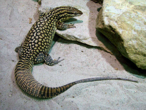 Imagem de Varanus acanthurus Boulenger 1885