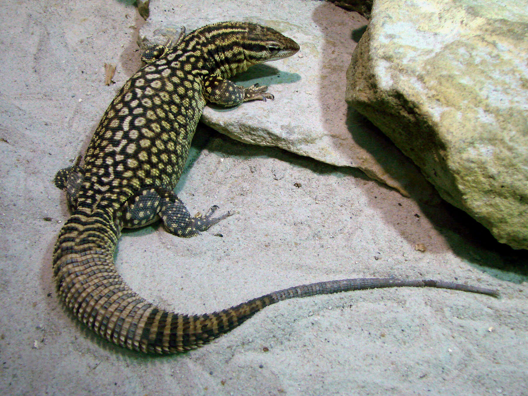 Image of ridge-tailed monitor