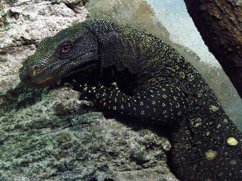 Image of Crocodile Monitor