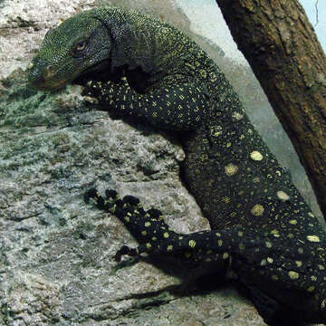 Image of Crocodile Monitor